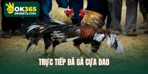 truc-tiep-da-ga-cua-dao